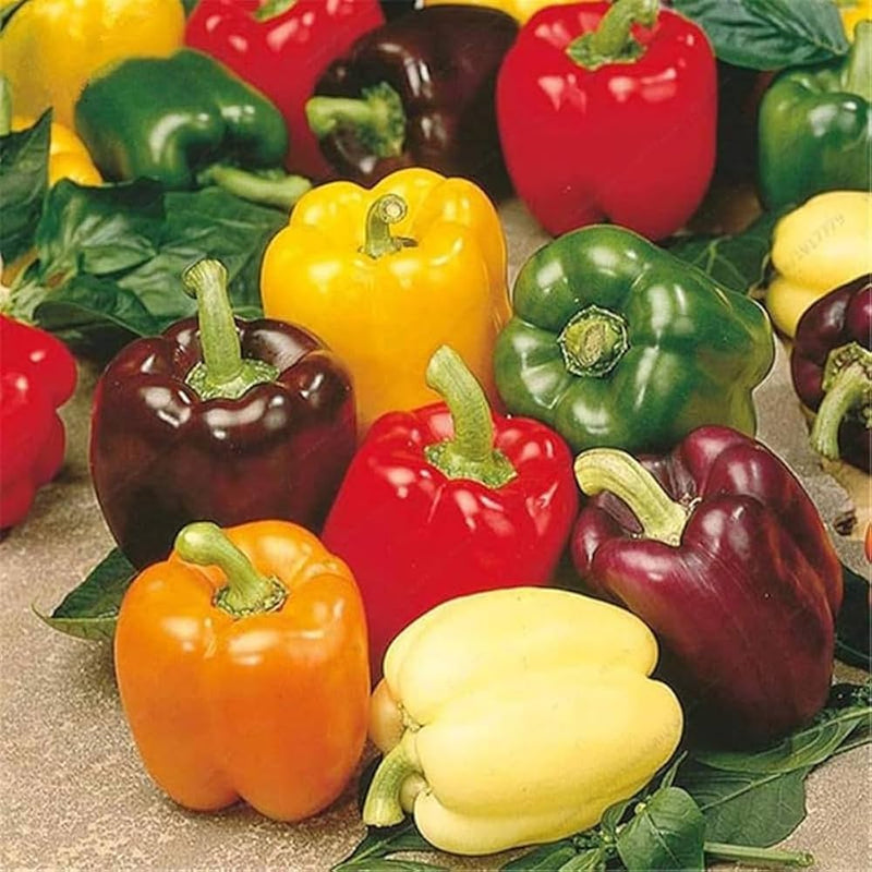 Paprika-Gemüsesamen – perfekt für den Hausgarten