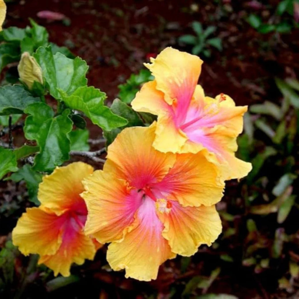 Rosa Gelb Hibiskus Blumensamen zur Aussaat – Halbschatten verträglich – Traditionssorte & ohne Gentechnik Samen Hausgarten