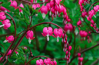 Bleeding Heart Blumensamen zur Aussaat Wildblume Mischung Traditionssorte & ohne Gentechnik Samen Hausgarten