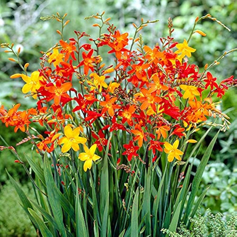 Crocosmia blume samen for anpflanzung - wildflower mix, heirloom & gmo free samen for home garten
 
 sale samen for anpflanzung in home garten