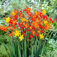 Crocosmia blume samen for anpflanzung - wildflower mix, heirloom & gmo free samen for home garten
 
 sale samen for anpflanzung in home garten