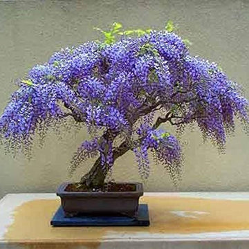 Chinese blau wisteria bonsai samen for elegant lila blumen