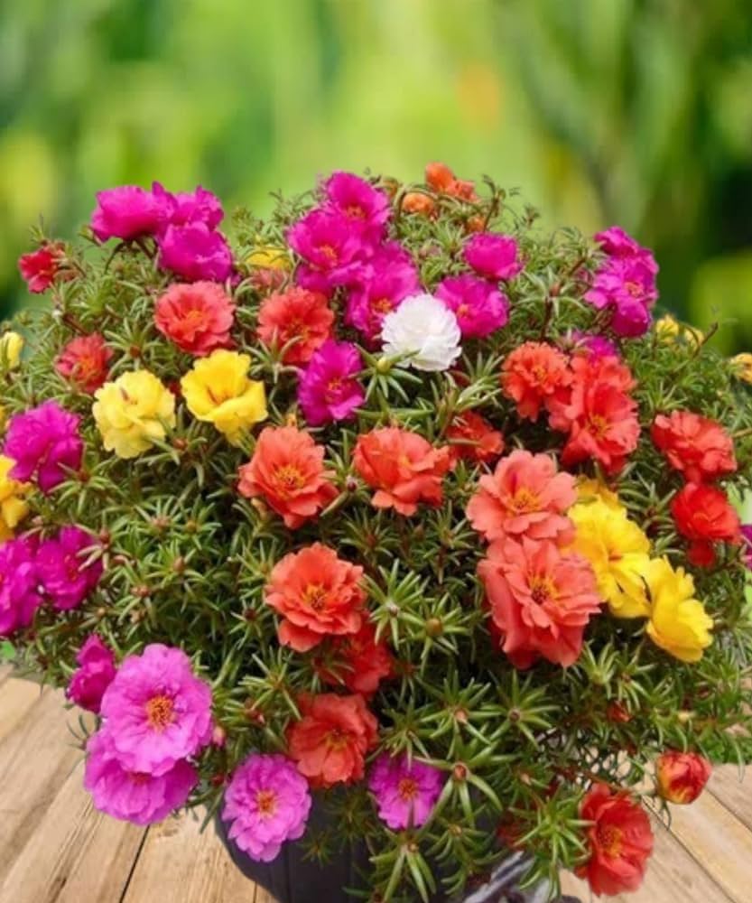 Gemischt Rose Portulaca Samen zur Aussaat – leuchtend Blumen