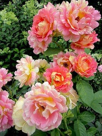 Creme Rosa Xanthina Blumensamen zur Aussaat Wildblume Mischung Traditionssorte & ohne Gentechnik Samen Hausgarten