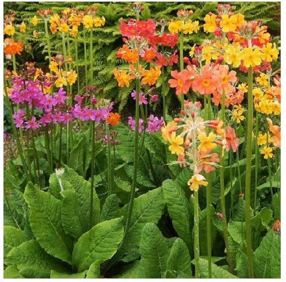 Candelabra Schlüsselblume Primel denticulata Samen zur Aussaat Blume Beet