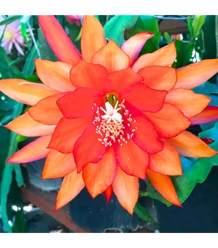 Orange Nopalxochia Blumensamen Blumensamen zur Aussaat hochwertige Qualitäts- Traditionssorte & ohne Gentechnik Samen Hausgarten