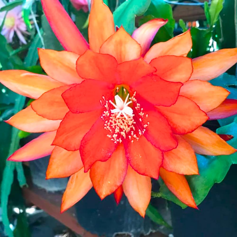 Orange Cherokee Blumensamen zur Aussaat – hochwertige Qualitäts- – Traditionssorte & ohne Gentechnik Samen Hausgarten