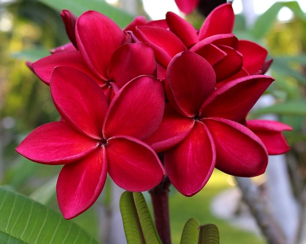 Rot Frangipani Blumensamen zur Aussaat – ideal Rabatten – Traditionssorte & ohne Gentechnik Samen Hausgarten