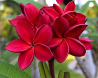 Rot Frangipani Blumensamen zur Aussaat – ideal Rabatten – Traditionssorte & ohne Gentechnik Samen Hausgarten