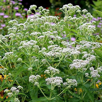 Eupatorium Boneset Eupatorium perfoliatum Blumensamen zur Aussaat Herb Garten und Woodland