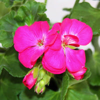 tief Rosa Geraniums Blumensamen zur Aussaat ideal Rabatten Traditionssorte & ohne Gentechnik Samen Hausgarten