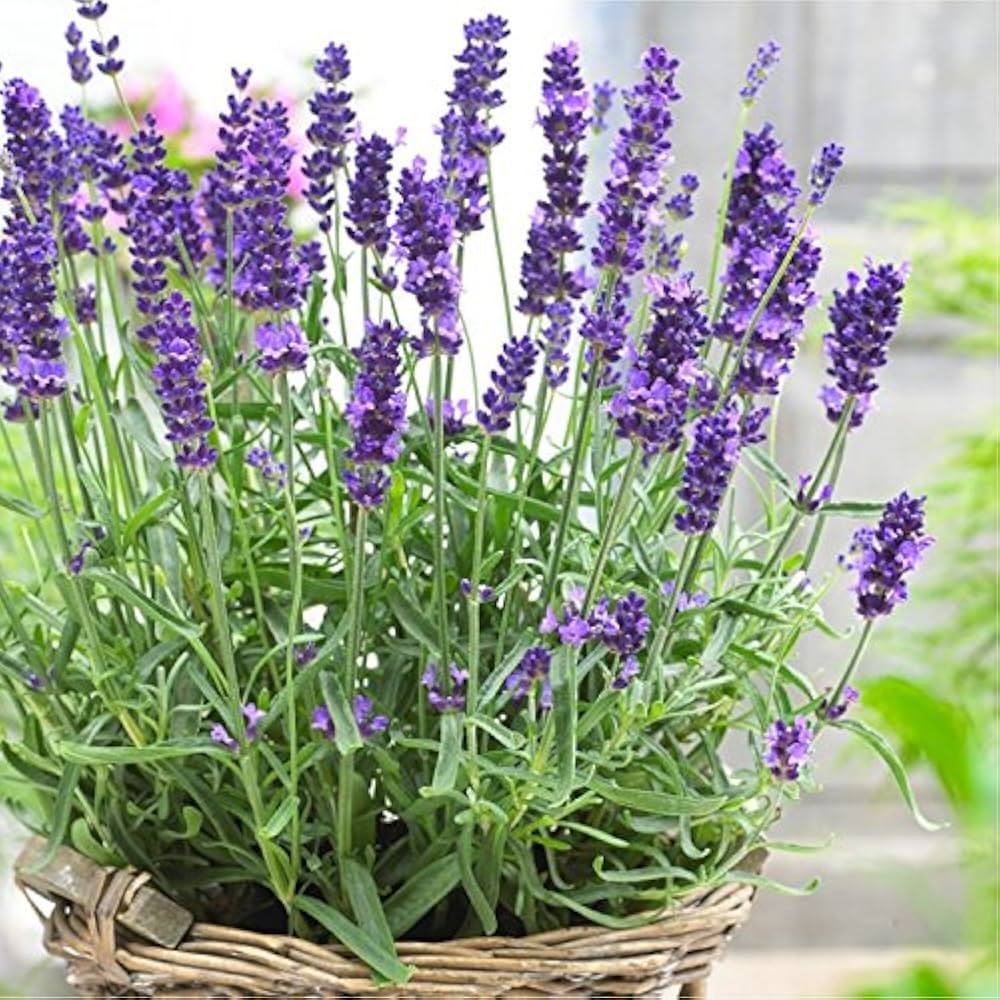Lavender lavandula angustifolia blume samen for anpflanzung in fragrant garten