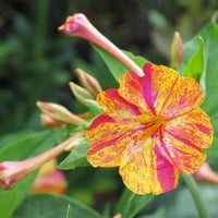 Gelb Rot Mirabilis Blumensamen Blumensamen zur Aussaat Bestäuber freundlich Traditionssorte & ohne Gentechnik Samen Hausgarten