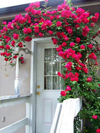 dunkel Rosa Rose Blumensamen kompakt Wuchs Traditionssorte & ohne Gentechnik Samen Hausgarten