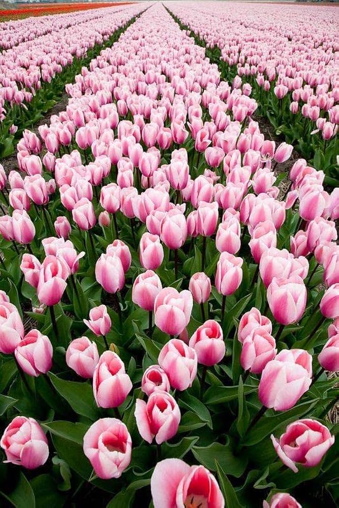 Rosa Weiß Tulpe Blumensamen zur Aussaat – duftend Blüten – Traditionssorte & ohne Gentechnik Samen Hausgarten