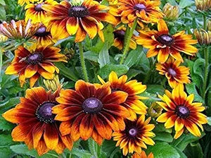 Rudbeckia hirta rudbeckia hirta for anpflanzung in blume bed