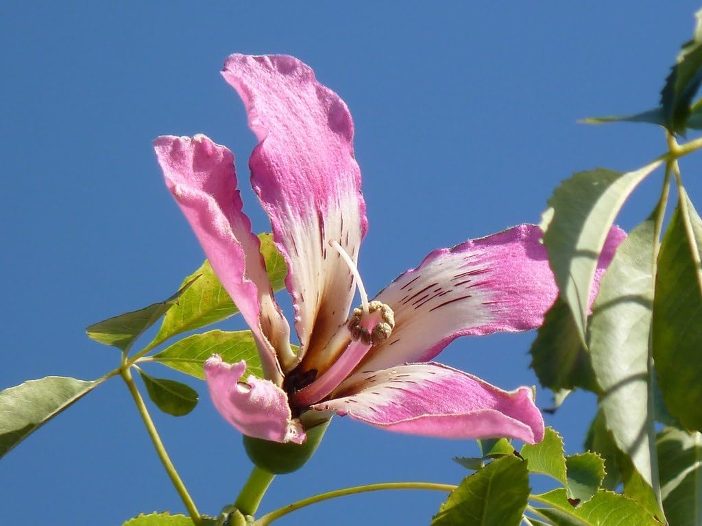 Chorisia (chorisia speciosa) samen for anpflanzung in home garten