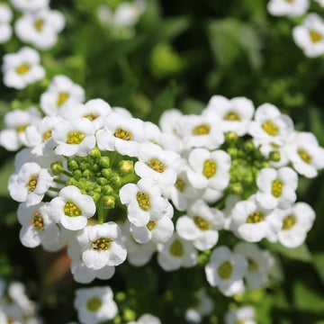 Traditionssorte Weiß bonnet Blumensamen zur Aussaat leuchtend Blüten Traditionssorte & ohne Gentechnik Samen Hausgarten