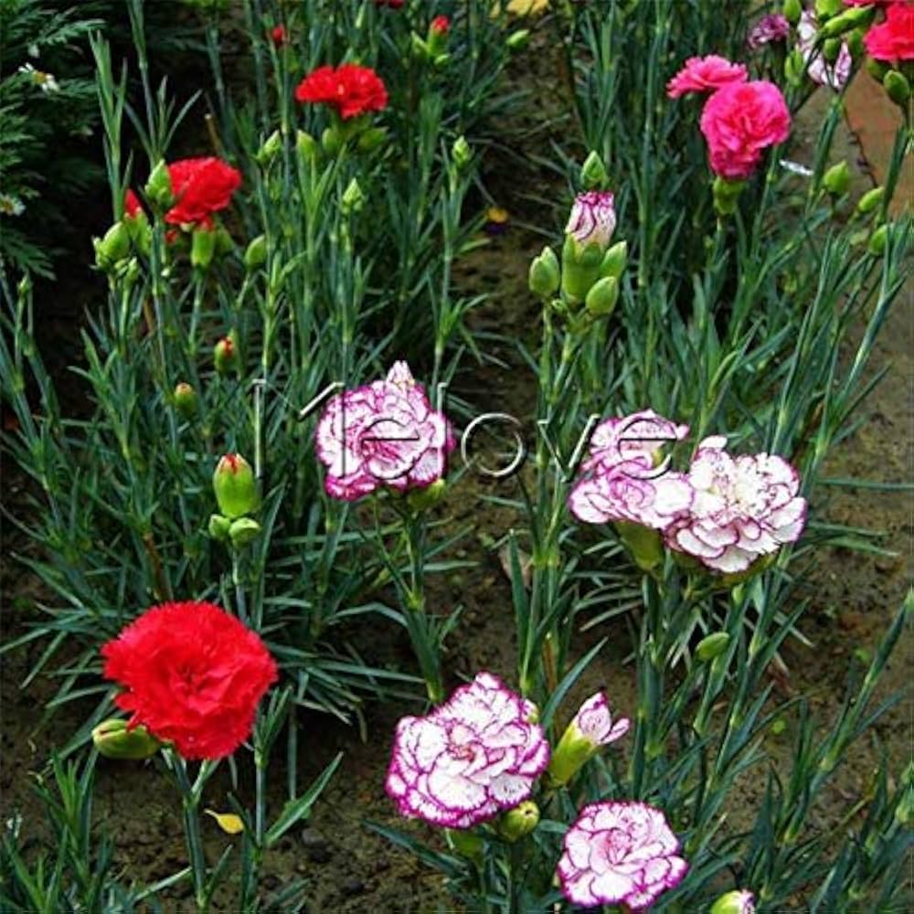 Mixed color carnation blume samen for fragrant, colorful blooms