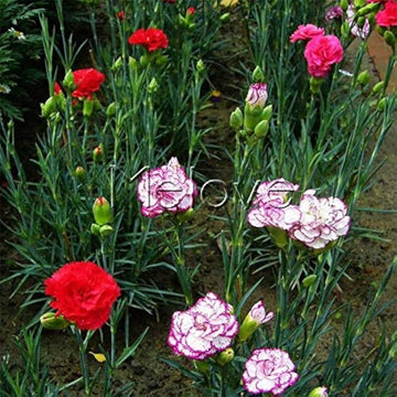 Mixed color carnation blume samen for fragrant, colorful blooms