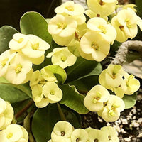 Euphorbia Milii Blumensamen zur Aussaat – Anzucht – Traditionssorte & ohne Gentechnik Samen Hausgarten