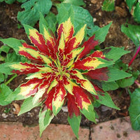 Amaranthus Tricolor Amaranthus spp Pflanze Samen zur Aussaat Blume Beet