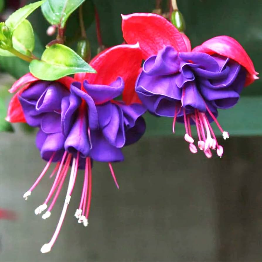 Fuchsias Potted Blumen DIY Samen