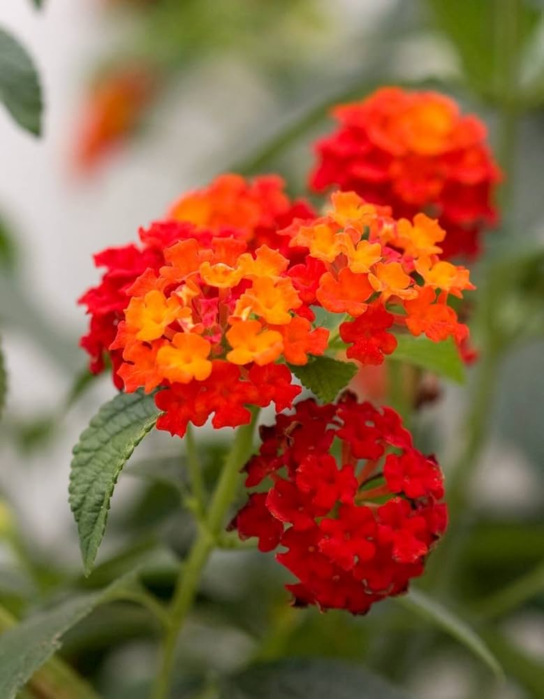 Orange Wandelröschen Blumensamen zur Aussaat farbenfroh Schau Traditionssorte & ohne Gentechnik Samen Hausgarten