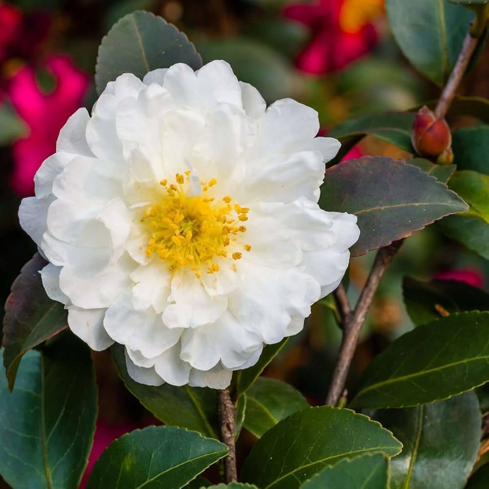 Weiß Kamelie Blumensamen zur Aussaat ideal Rabatten Traditionssorte & ohne Gentechnik Samen Hausgarten