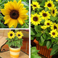 Dwarf sunflower samen mini variety 40cm height