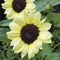 Vanilla Ice Sonnenblume lang-Lasting einjährige Blume Samen Gelb Blüten