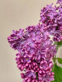 Lila Alismatifolia Blumensamen zur Aussaat Garten beliebt Traditionssorte & ohne Gentechnik Samen Hausgarten
