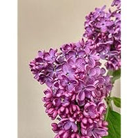 Thick Lila Blumensamen zur Aussaat – duftend Blüten – Traditionssorte & ohne Gentechnik Samen Hausgarten