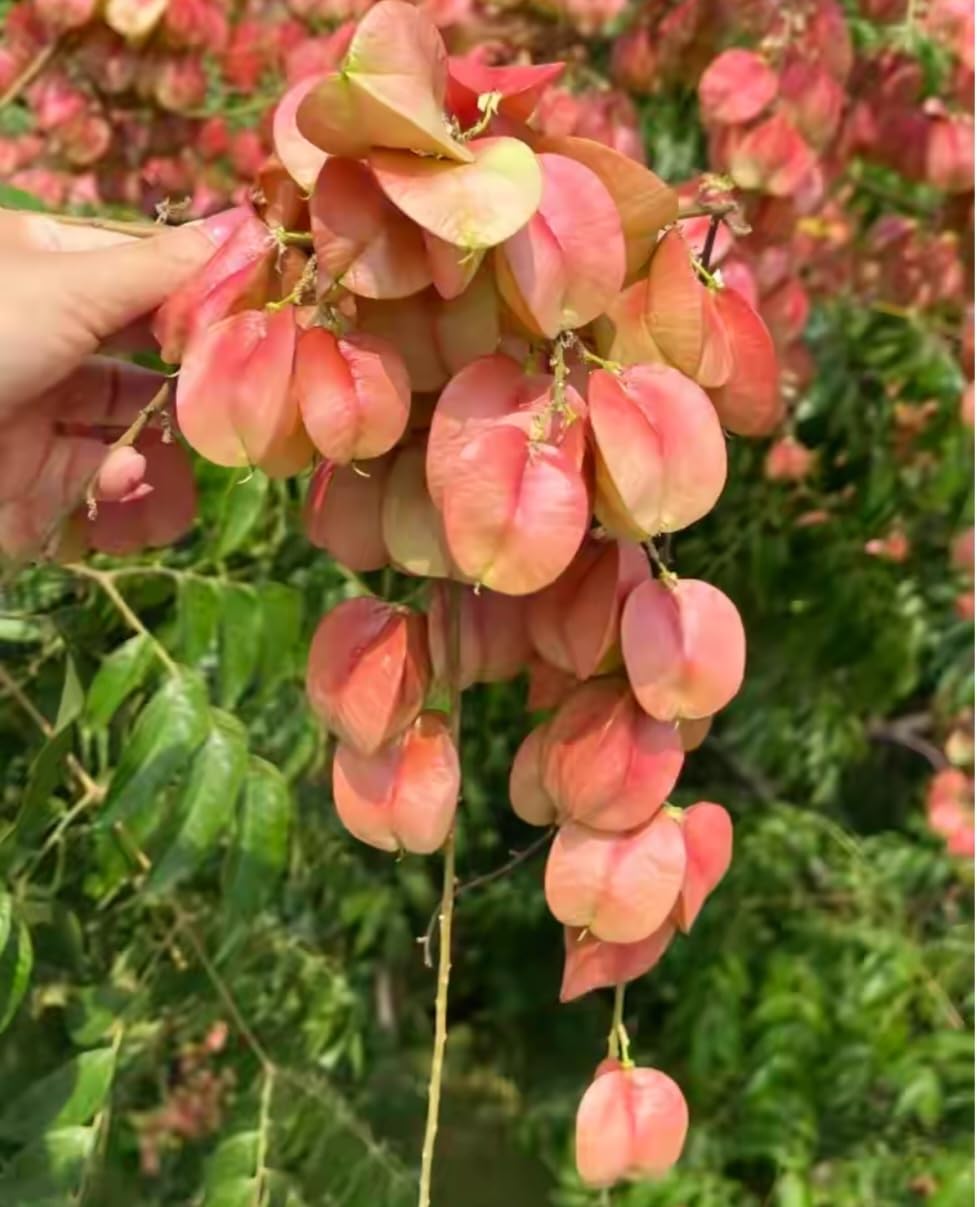 Rot Koelreuteria Blumensamen zur Aussaat – robust Sorte – Traditionssorte & ohne Gentechnik Samen Hausgarten
