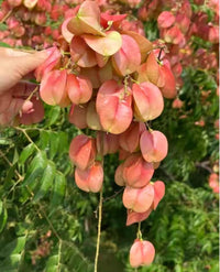 Rot Koelreuteria Blumensamen zur Aussaat – robust Sorte – Traditionssorte & ohne Gentechnik Samen Hausgarten