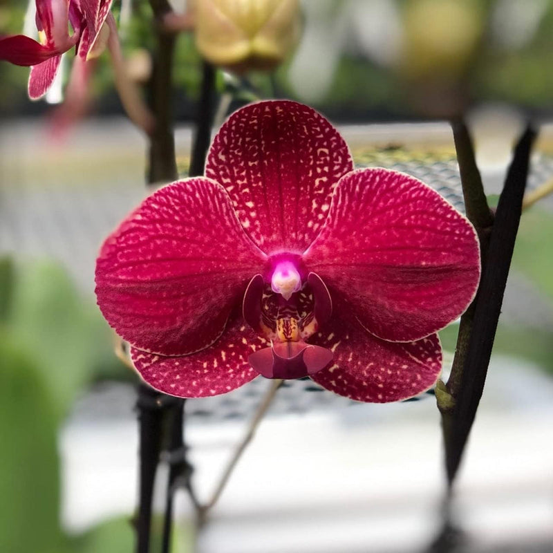 Deep rot phalaenopsis orchid blume samen blume samen for anpflanzung colorful display heirloom & gmo free samen for home garten 
 
 sale for anpflanzung in home garten