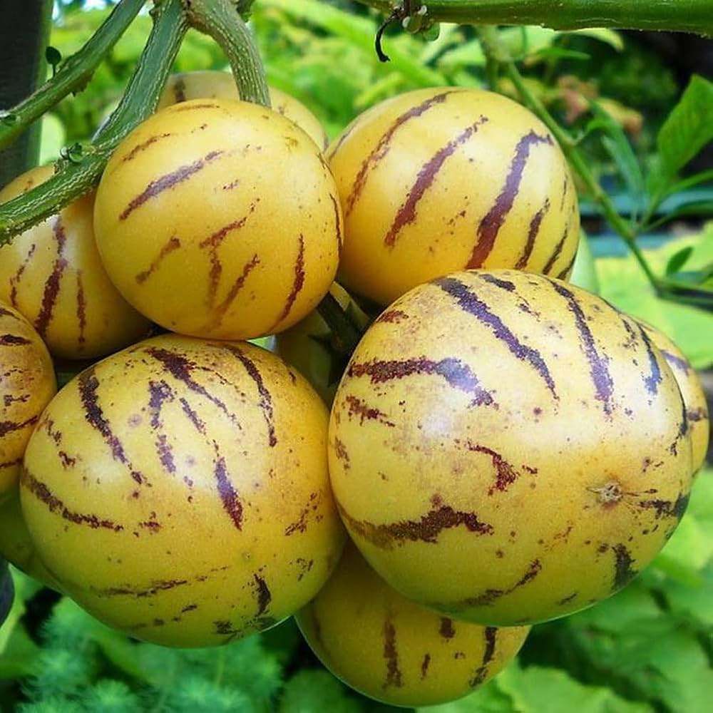 Weiß Lila Pepino Gemüse Samen zum Pflanzen
