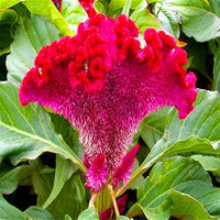 Cockscomb Samen zur Aussaat Celosia Cristata Blume Beet tropisch Garten
