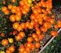 Orange Ice Blumensamen Cool – Orange Blüten