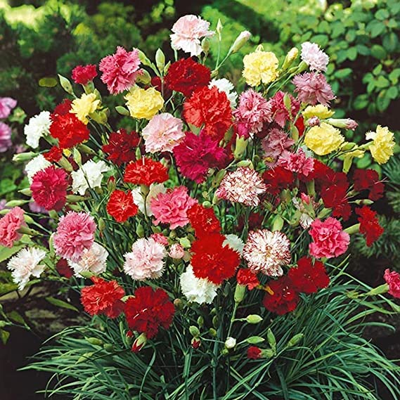 Rose Mischung Nelke Blumensamen zur Aussaat – Drought verträglich Traditionssorte & ohne Gentechnik Samen Hausgarten