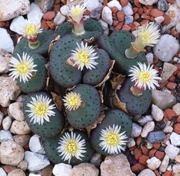 Grün conophytum obcordellum blume samen for anpflanzung - perfect for borders, heirloom & gmo free samen for home garten
 
 sale samen for home garten