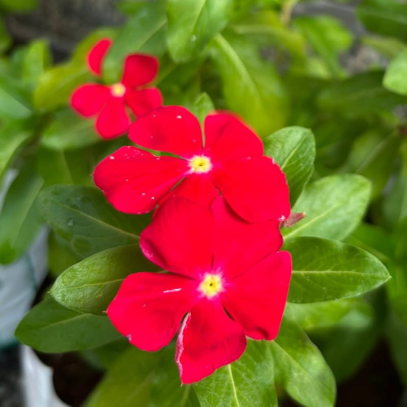 Linda Blumensamen zur Aussaat sonnenliebend Traditionssorte & ohne Gentechnik Samen Hausgarten