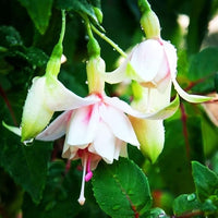 Fuchsie Blumensamen – Potted Blumen DIY – Bell Blumensamen