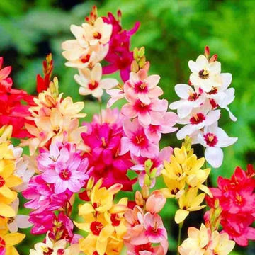 MultiColor Mittagsgold Blumensamen zur Aussaat leuchtend Traditionssorte & ohne Gentechnik Samen Hausgarten