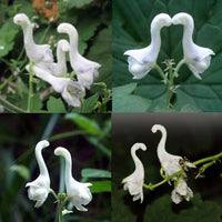 Weiß Swan Blumensamen zur Aussaat lang Blüte Saison Traditionssorte & ohne Gentechnik Samen Hausgarten