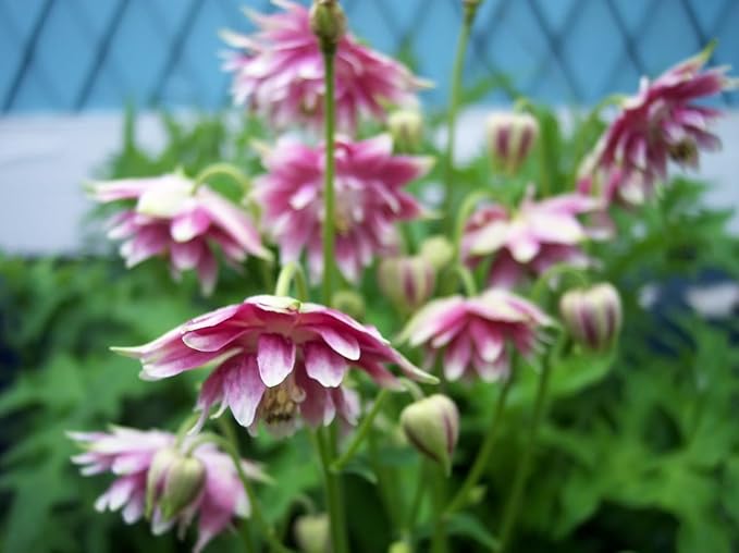 Nora Barlow Columbine Samen elegant – gefüllt Blüten