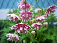 Nora Barlow Columbine Samen elegant – gefüllt Blüten