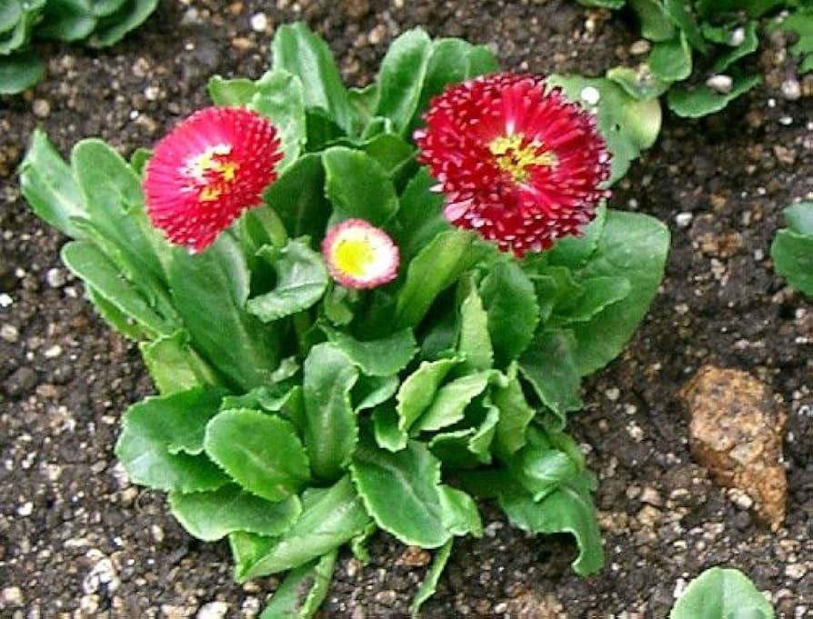 Rot Daisy Bellis perennis Samen zur Aussaat Blume Beet Bestäuber Garten