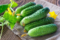 Cucumber Lyalyuk Little Mini Pickling Samen - Ideal for für den Hausgarten and Garden Growing