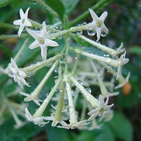 Cestrum Blumensamen zur Aussaat – Garten beliebt – Traditionssorte & ohne Gentechnik Samen Hausgarten